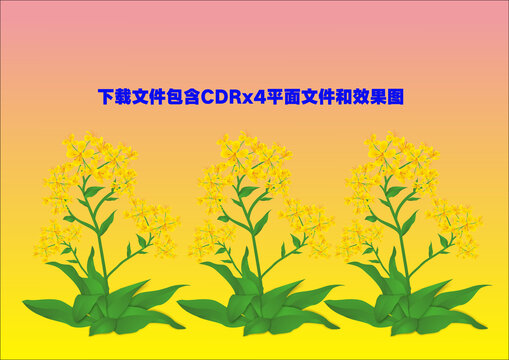 油菜花野花矢量小黃花