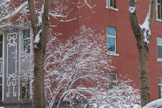 雪后的长春街景