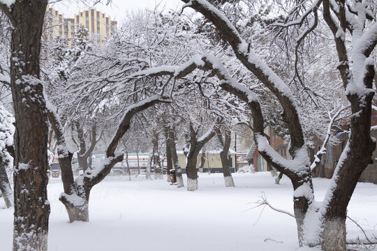 长春冬季雪景