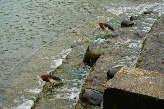 石头流水池鹭