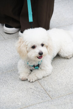 萌宠宠物狗狗犬可爱动物