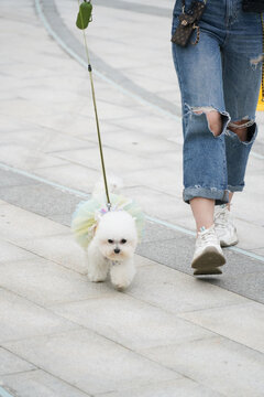 萌宠宠物狗狗犬可爱动物