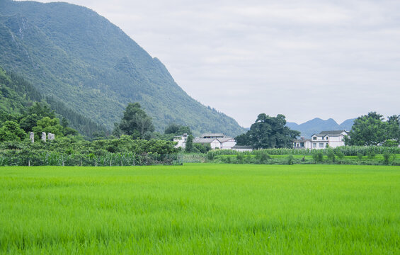 夏天的万峰林稻田风光