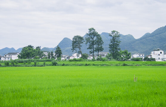 夏天的万峰林稻田风光