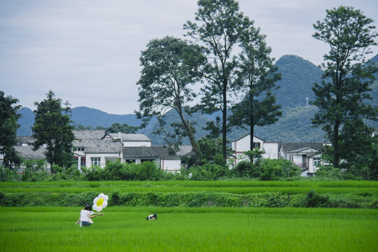 夏天的万峰林稻田风光