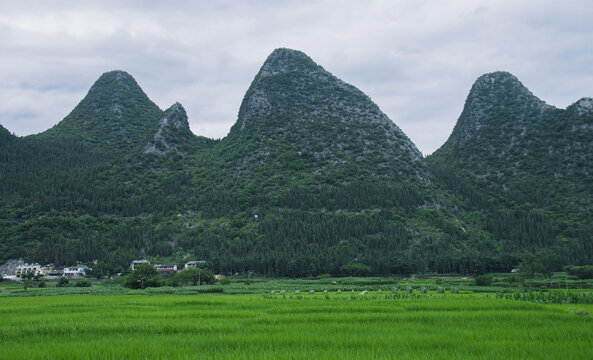 夏天的万峰林稻田风光