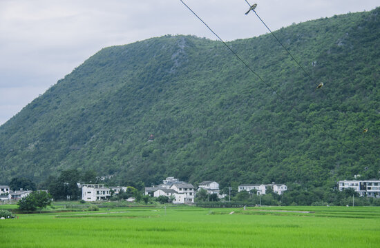 夏天的万峰林稻田风光