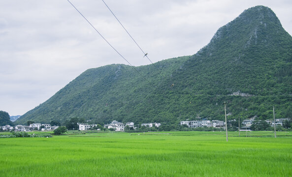 夏天的万峰林稻田风光