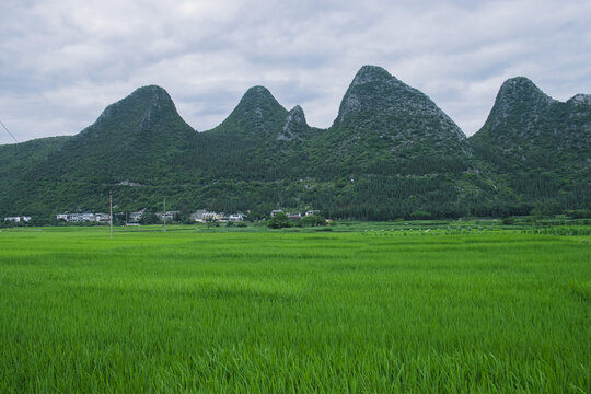 夏天的万峰林稻田风光