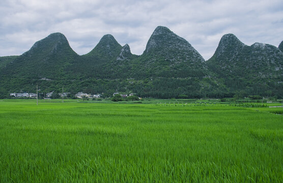 夏天的万峰林稻田风光