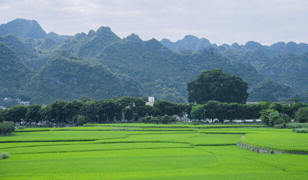 夏天的万峰林稻田风光