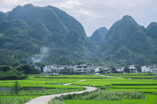 夏天的万峰林稻田风光