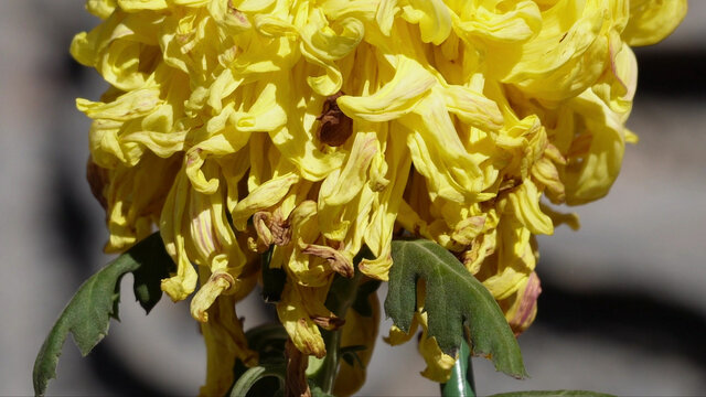 名贵品种菊花鲜花秋季赏花花展