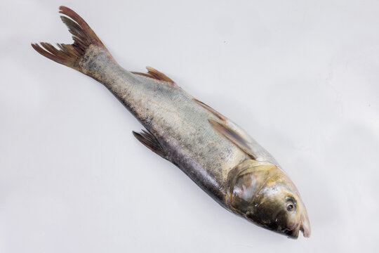 大頭魚