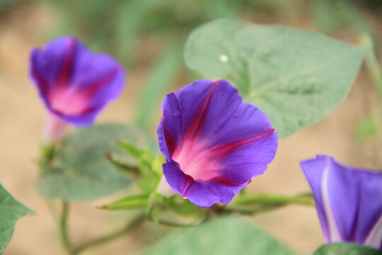 牵牛花