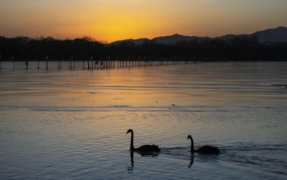 黑天鹅与夕阳