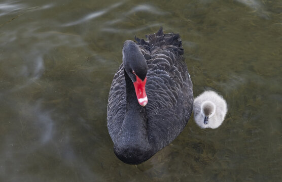 黑天鹅妈妈和宝宝