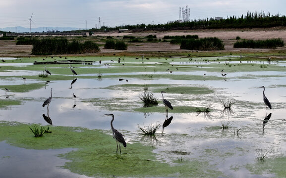 张家口洋河湿地候鸟之灰鹭