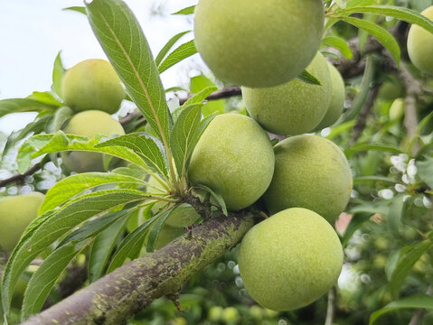 青皮李枝头大果