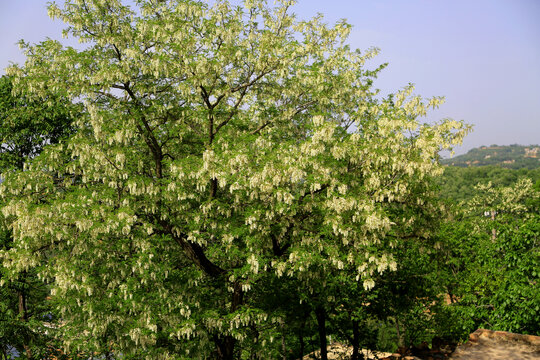 洋槐花树