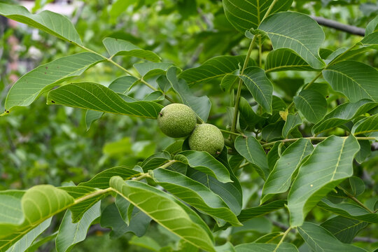 青核桃