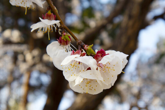 杏花素材