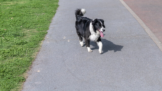 斯塔比嚎犬