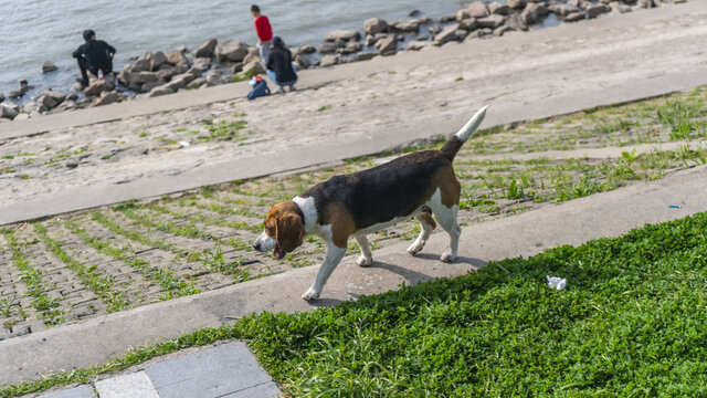 比格猎犬