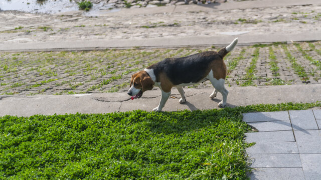 比格猎犬