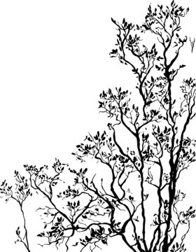 花千樹