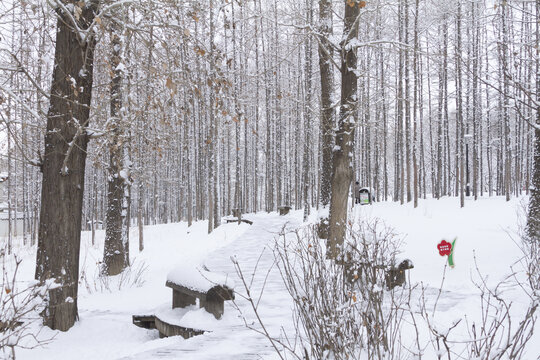 长春冬季雪景