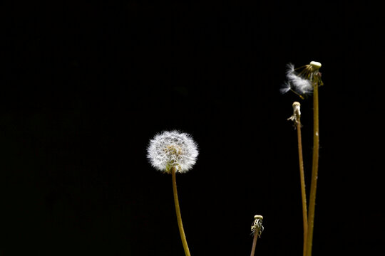 蒲公英花蕾