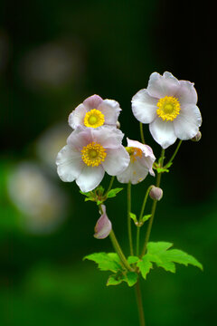 野棉花