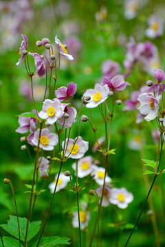 野棉花