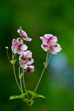 野棉花