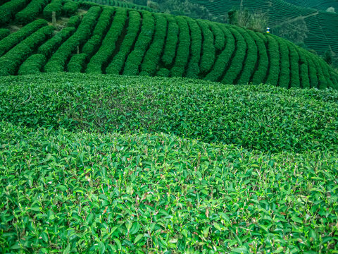 茶叶茶园茶山茶场绿色生态