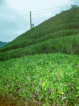 茶叶茶园茶山茶场绿色生态