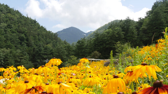 花谷鲜花盛开