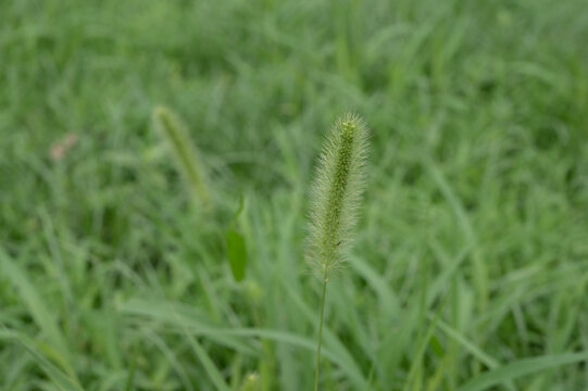 马尾巴草草地绿叶