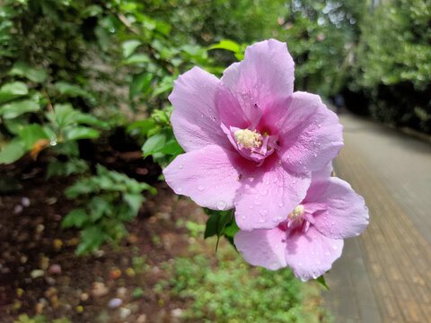 雨后木槿花