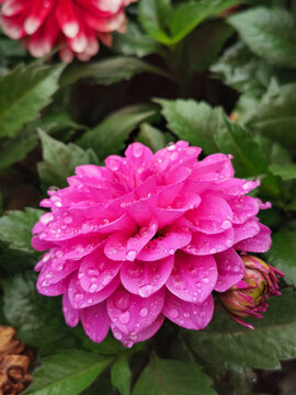 雨后小丽菊