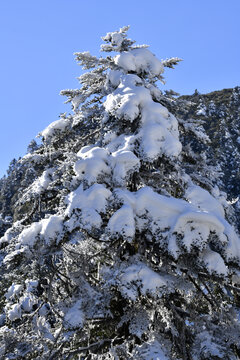 树上积雪