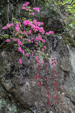 江西庐山映山红野杜鹃