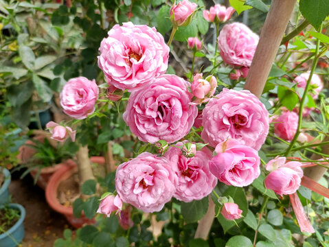 鮮花
