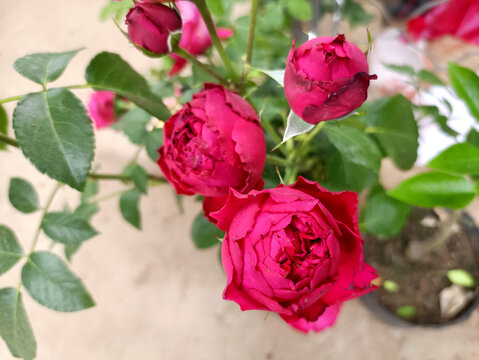 鮮花