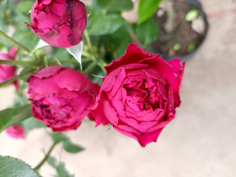 鮮花