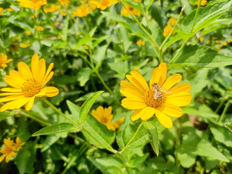 金盏菊