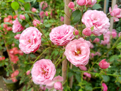 鮮花