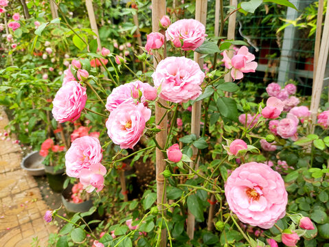 鮮花