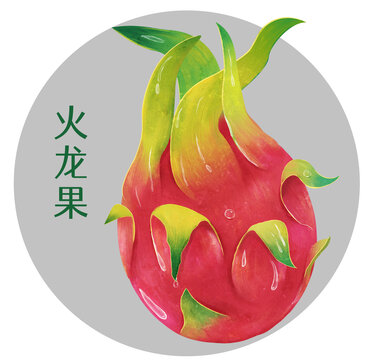 火龍果插畫(huà)